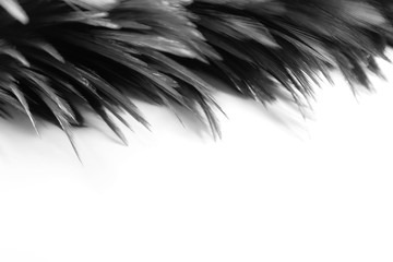 Beautiful abstract white and gray feathers on dark background and colorful soft brown white feather texture on white pattern