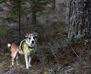 attentive dog during the hunting season equipped with a safety vest in signal color