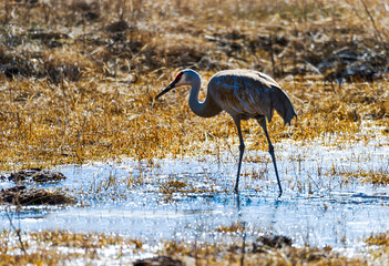 Sandhill Cranes