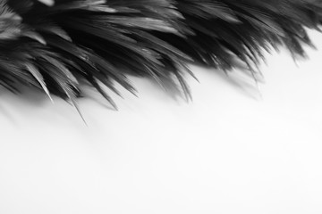 Beautiful abstract white and gray feathers on dark background and colorful soft brown white feather texture on white pattern