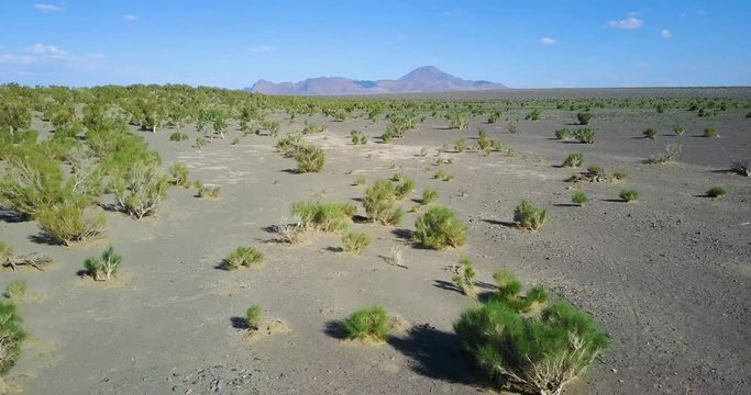 green plants in the desert of Mongolia on a background of mountains
