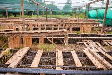 Private snail farm near Prague, Czech Republic