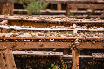 Snails during feeding in private snail farm, Czech Republic