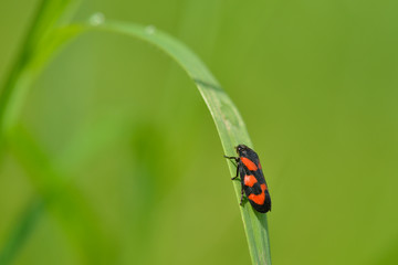 Gemeine Blutzikade, Cercopis vulnerata