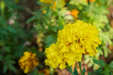 close up photo of yellow marigold flower