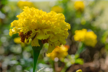 close up photo of yellow marigold flower with sunlight