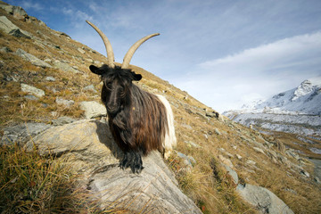 Animals under the Matterhorn