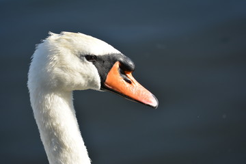 portrait of a swan