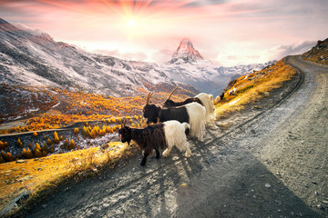 Animals under the Matterhorn