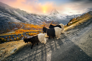 Animals under the Matterhorn