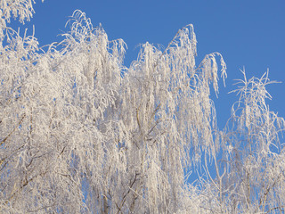 Snow and hoarfrost covered birch tree branches view on blue sky.