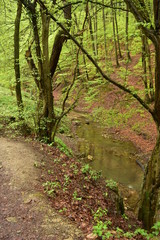 Forest path beside a stream in Hungary, Mecsek, Obanya