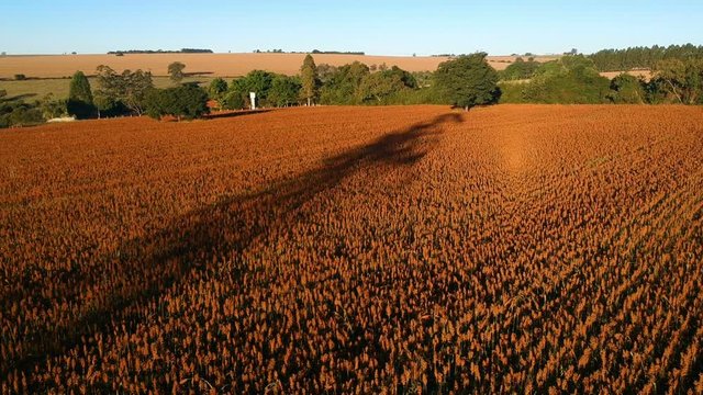 Aerial view of red sorghum field in Brazil