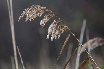 Fototapeta premium Autumn grass in hazy autumn