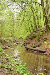 Forest path beside a stream in Hungary, Mecsek, Obanya