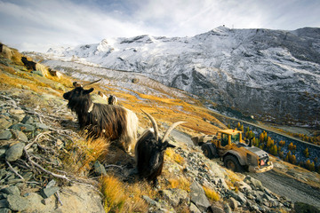 Animals under the Matterhorn