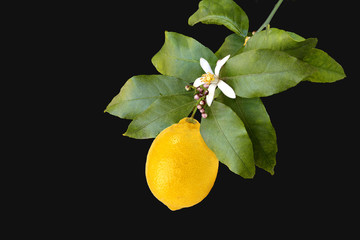 Lemon on the branch with flower and leaves isolated on black