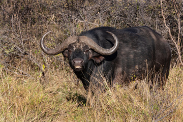 Obraz premium Buffalo - Okavango Delta - Botswana