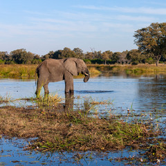 Naklejka na ściany i meble African Elephant - Okavango Delta - Botswana