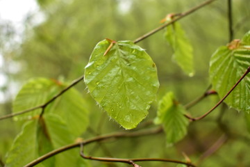Beech leaves after the rain