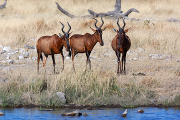 Red Hartebeest - Namibia - Africa