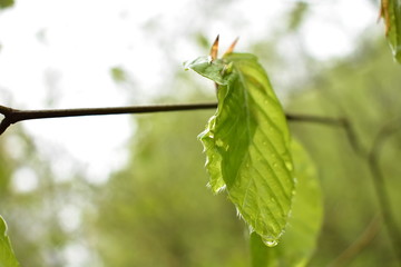 Beech leaves after the rain