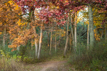 Colorful fall leaves olong a sunlit path