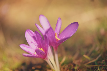 Nature seasonal background. Close-up image of two flowers of saffron in dry grass.