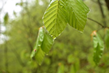 Beech leaves after the rain