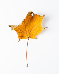 Colorful autumn leaves. Dry maple leaves on a white background.
