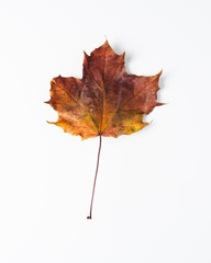 Colorful autumn leaves. Dry maple leaves on a white background.
