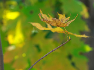 Sunlight through the Maple leaves on the outside nature background, soft focus