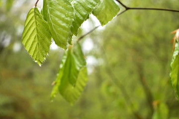 Beech leaves after the rain