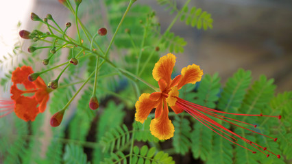 Red and yellow flowers
