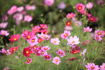 日本に咲いているコスモス