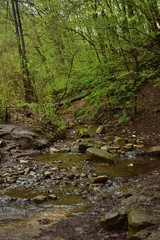 Walking along a stream in the forest
