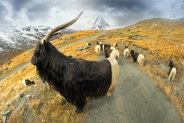 Animals under the Matterhorn