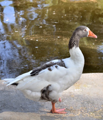 goose in the Reina Sofia Dunes park of Guardamar del Segura beach, Alicante. Spain. Europe.