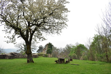 Blooming cherry tree in the ruins, Hungary