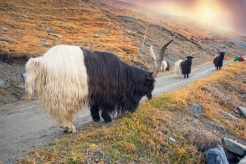 Animals under the Matterhorn