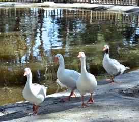 geese in the Reina Sofia Dunes park of Guardamar del Segura beach, Alicante. Spain. Europe.