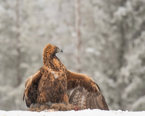 Golden Eagle (Aquila chrysaetos) guarding its prey