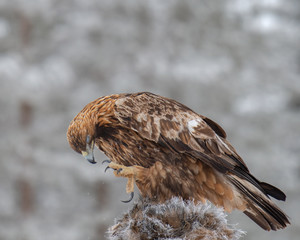 Golden eagle rips pieces of meat from frozen racoon carcass