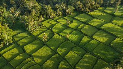 Rice terraces hill in Ubud at sunrise, Bali Indonesia. Beautiful sun light and rays on field - 300188696