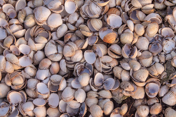 Shells, lots of them