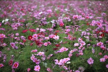 日本に咲いているコスモス