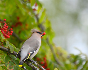 A beautiful Bohemian Waxwing (Bombycilla garrulus) feeding on Rowan tree berries