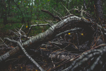 Beautiful autumn pictures during a walk in an amazing forest in Germany.