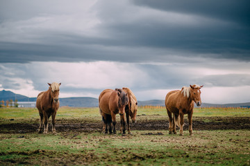 group of Icelandic horses stands in paddock, cloudy day