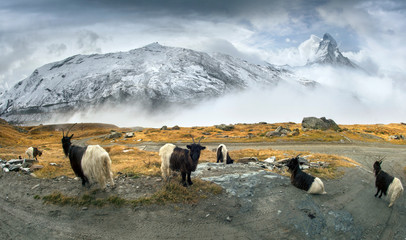 Animals under the Matterhorn